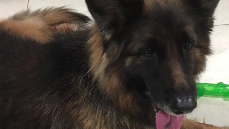 Полицейские, спасшие собаку, приятно удивились, узнав, кто ее хозяин
