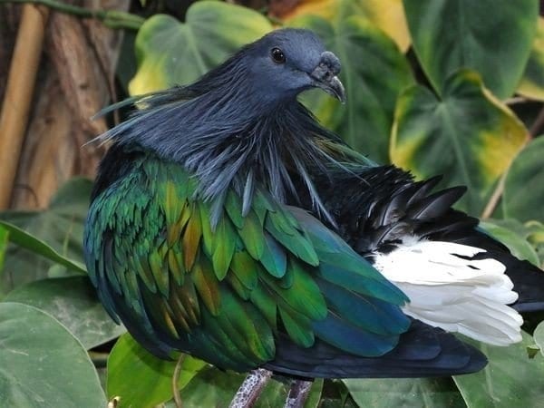 Самая красивая птица: никобарский гривистый голубь