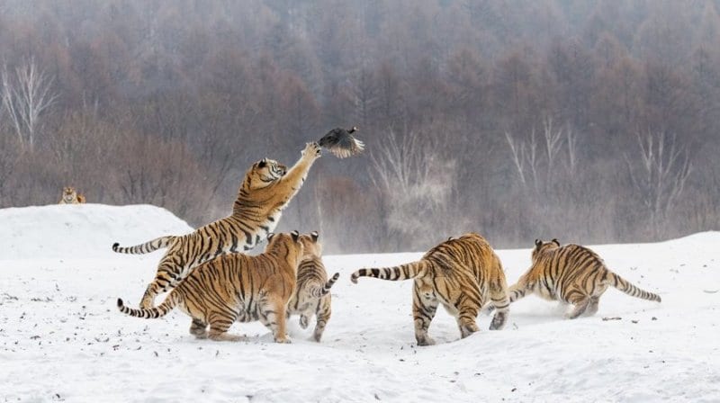 Встреча тигров и цесарки превратилась для всех в веселую игру