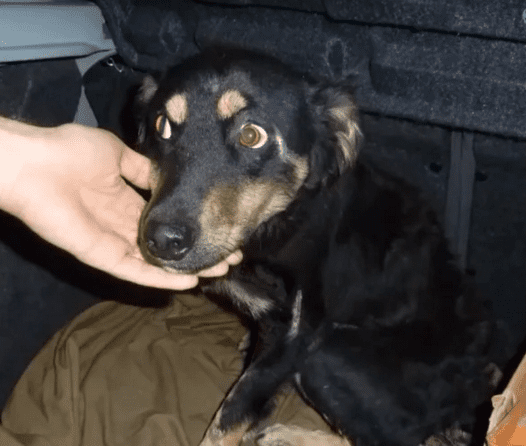 Люди спасли тень собаки от жестокого хозяина