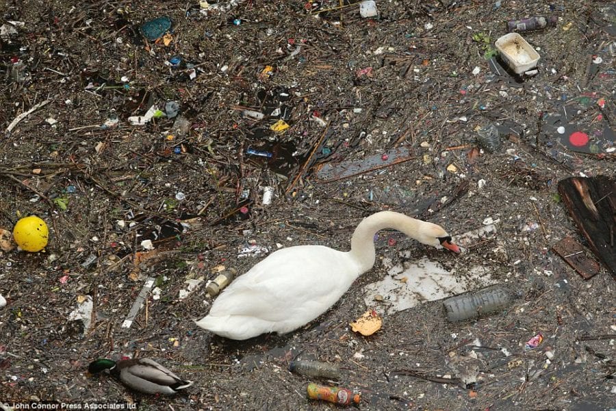 Лебедь пытается найти съедобные остатки в ужасающей куче плавающего мусора