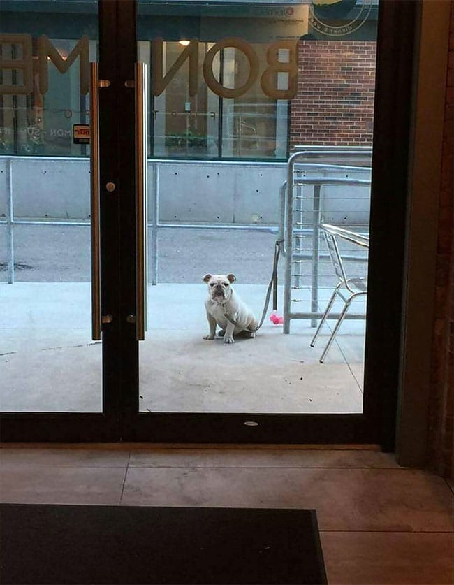 20 фото грустных собак, которых не взяли в магазин
