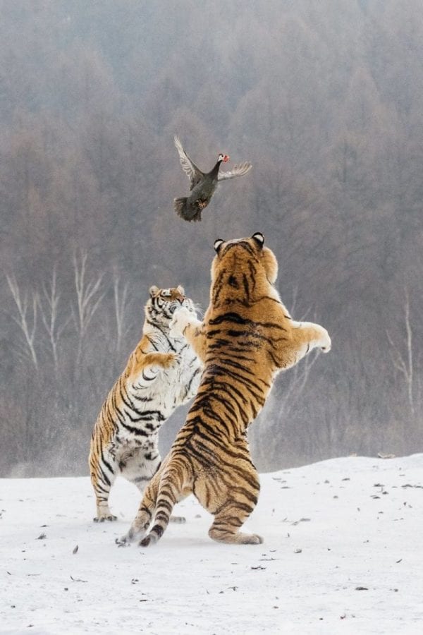 Встреча тигров и цесарки превратилась для всех в веселую игру