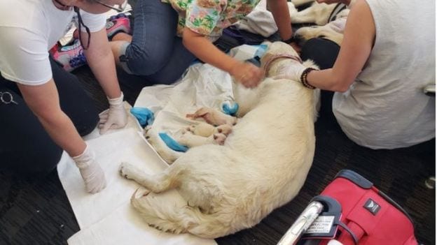 Собака-поводырь родила 8 щенков прямо в аэропорту