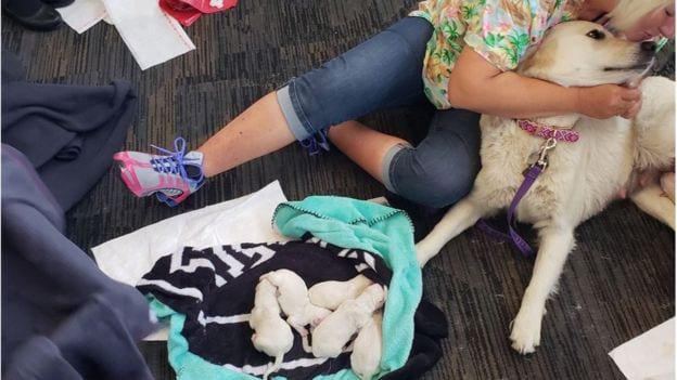 Собака-поводырь родила 8 щенков прямо в аэропорту
