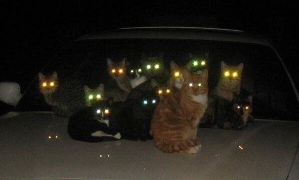 30 фото, доказывающих, что в котах есть нечто демоническое