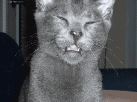 30 фото котов, которые вот-вот чихнут