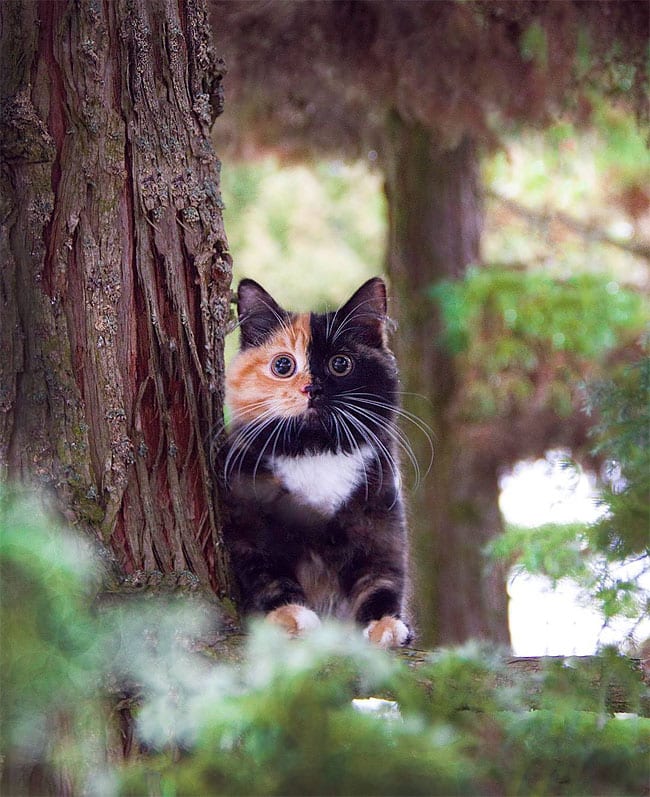 Удивительная кошка Яна живет в Минске