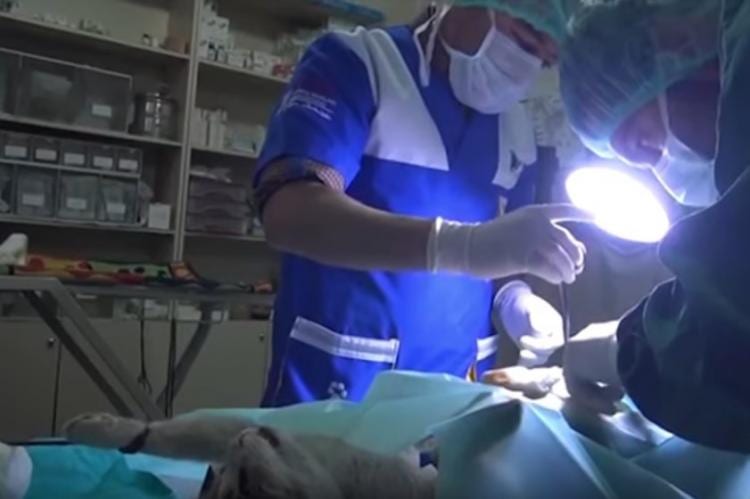 Беременная кошка обратилась в больницу, когда поняла, что не сможет родить сама