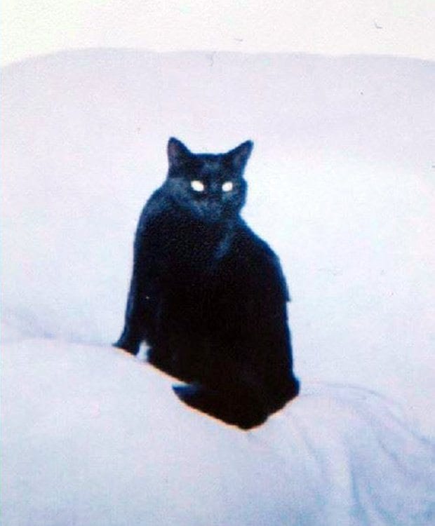 Кот родился черным, а с возрастом стал почти белым