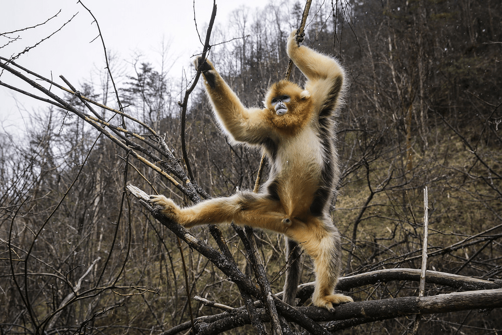 23 фото мегатемпераментных животных