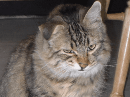 30 фото котов, которые вот-вот чихнут