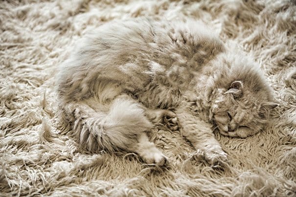30 котов, в совершенстве овладевших искусством камуфляжа