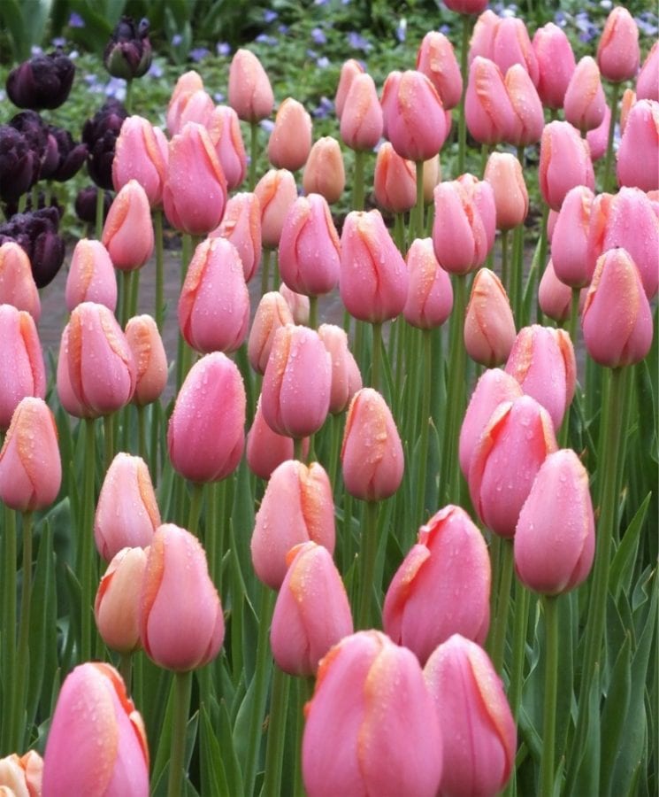 Топ 30 самых красивых тюльпанов