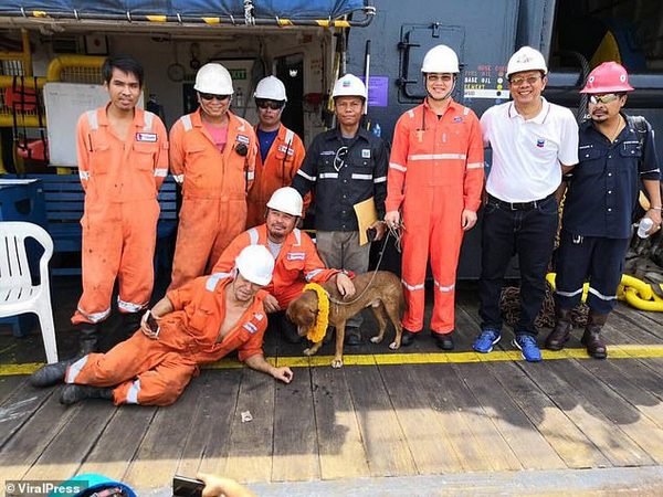 Работники буровой платформы в море спасли собаку в 217 км от берега!