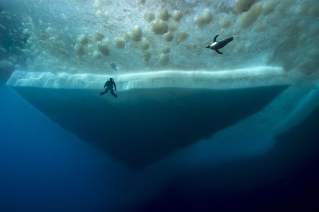 18 фото, после которых лезть в воду что-то не хочется