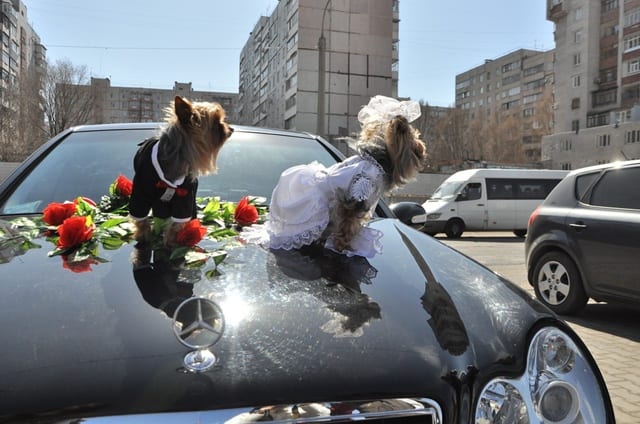 25 свадебных фото животных