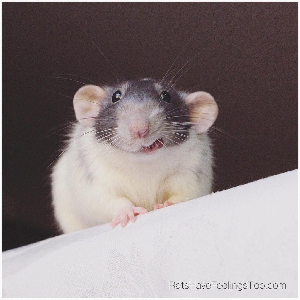 21 фотодоказательство, что крысы – милейшие существа