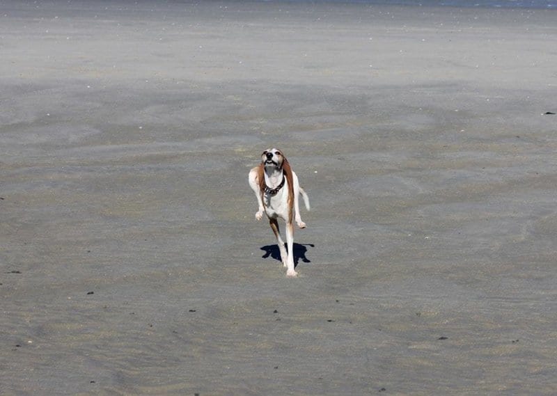 20 фото собак, с которыми явно что-то не так