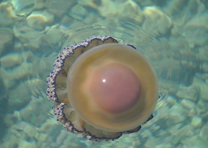 Пара обнаружила в море огромную «яичницу глазунью»