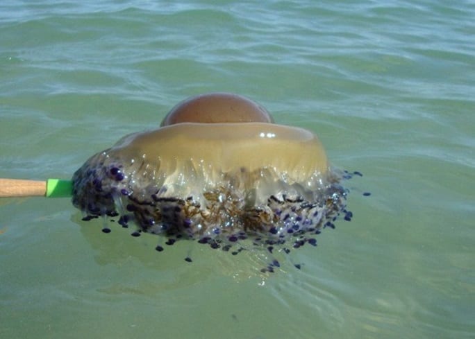 Пара обнаружила в море огромную «яичницу глазунью»