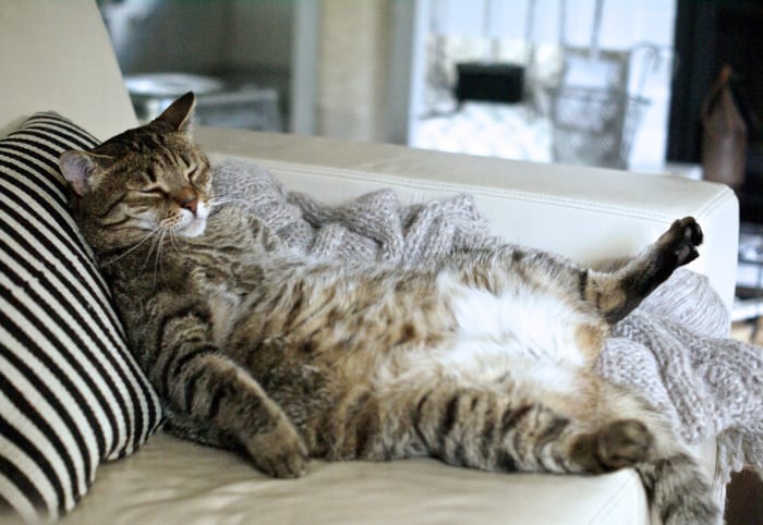 20 котов, которые знают толк в качественном отдыхе