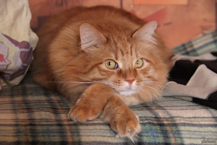 12 фото котов, которые выслушают вас лучше психотерапевтов