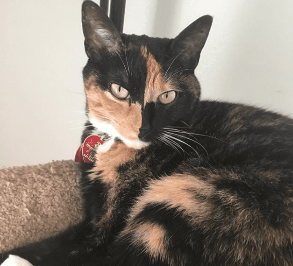 23 кошки с изюминкой во внешности