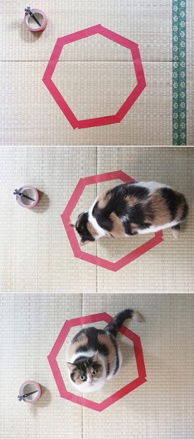 24 фото о том, что коты в коробках уже не в тренде
