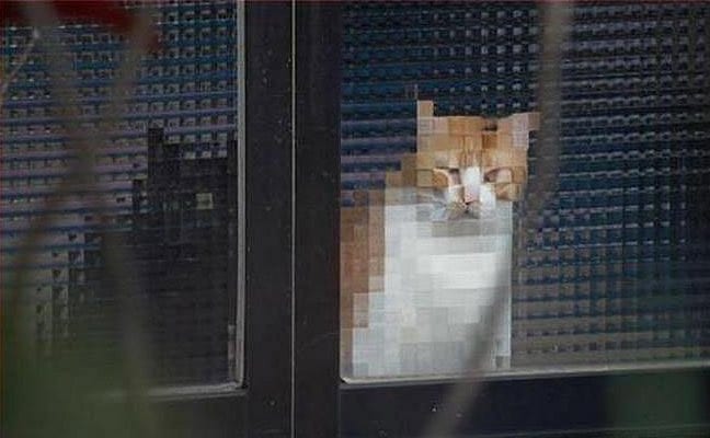 33 фото настоящих котов-шпионов