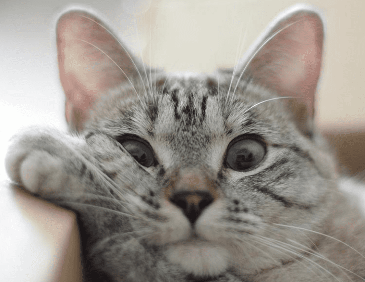 12 фото котов, которые выслушают вас лучше психотерапевтов