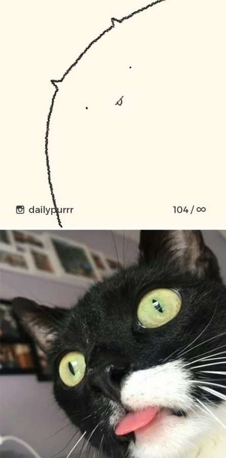 Проект “DailyPurrr” доказал - кот может принять любую форму