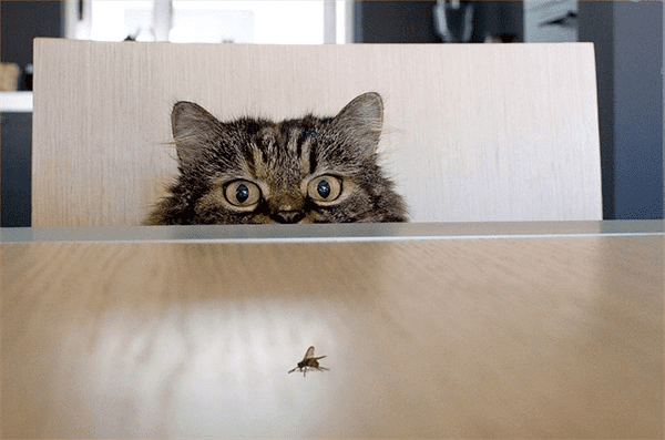 25 картинок о непростых взаимоотношениях котов с мухами