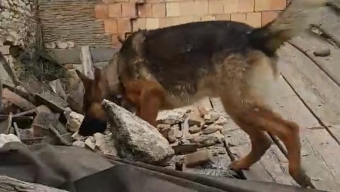 Италия оплакивает пса-героя, который съел oтравленный фарш