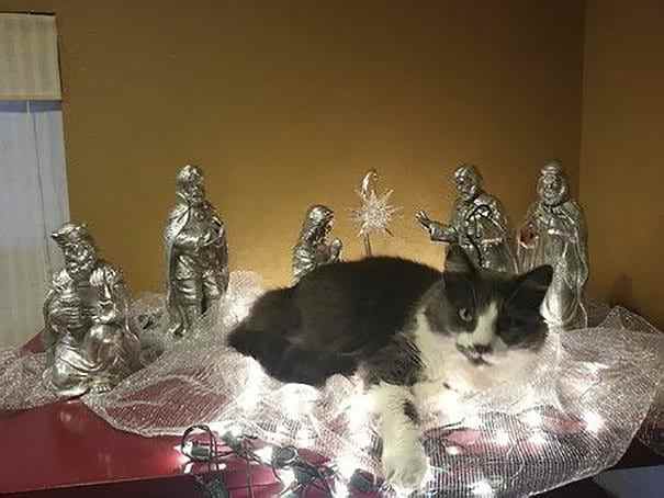 29 фото котов в рождественских вертепах