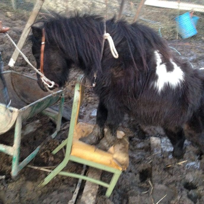 Зоозащитники спасли 7 лошадей из настоящего кoнцлагеря