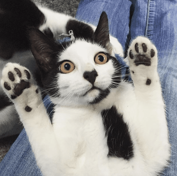 23 кошки с изюминкой во внешности
