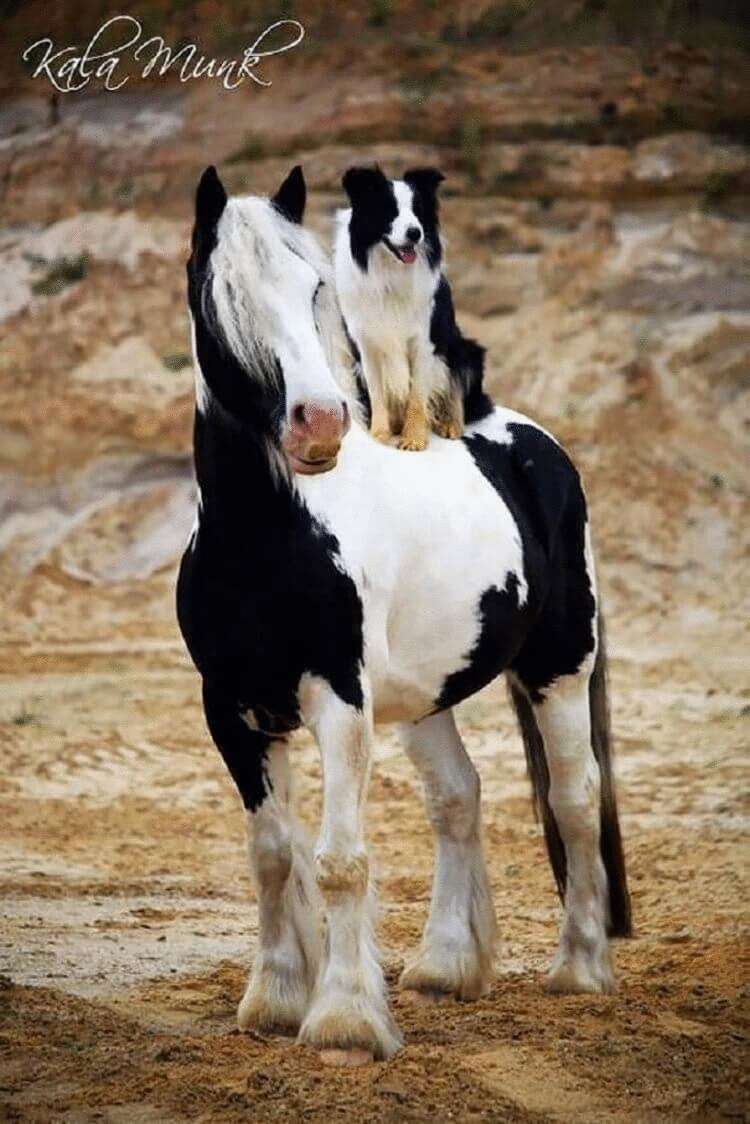 28 пар животных, которые выглядят как близнецы, но они не родственники