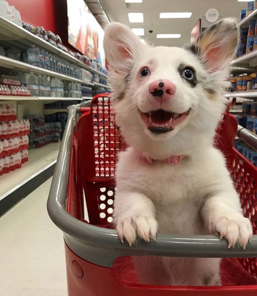 4-месячный щенок впервые в супермаркете