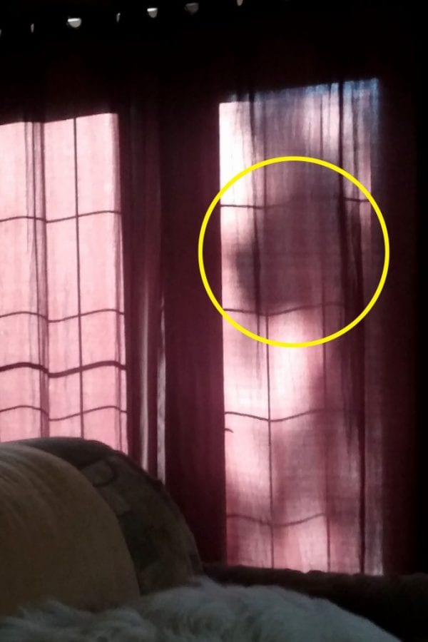 Женщина успела сфотографировать призрак своей ушедшей на радугу собаки