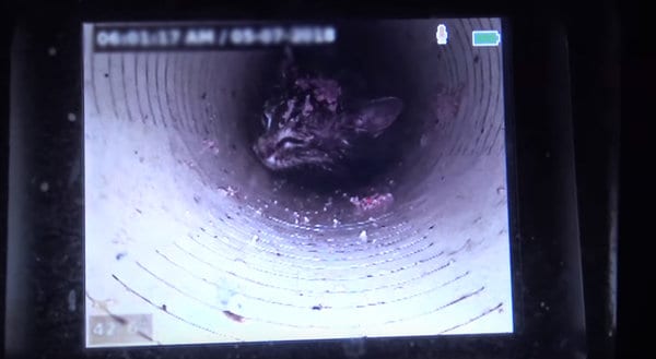 Котенок упал в трубу глубиной 43 фута и просидел там 5 дней