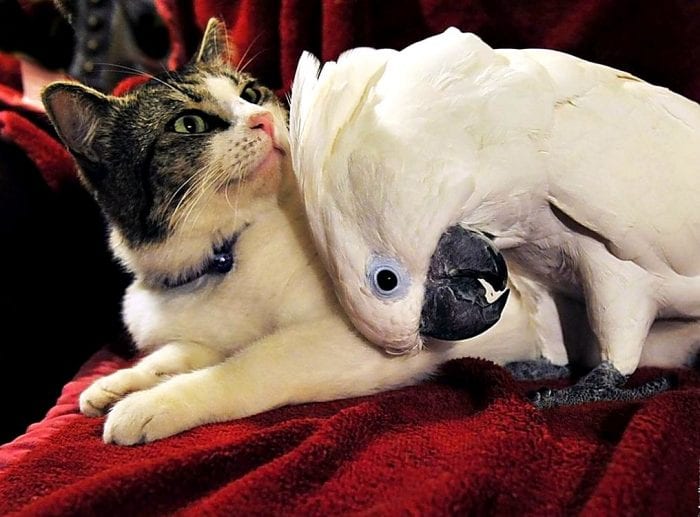 20 фото о непростых взаимоотношениях котов и попугаев