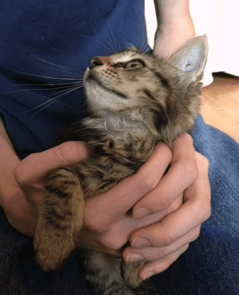 Спасенный кот решил сам спасти котенка