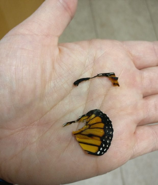 Девушка прооперировала бабочку, у которой не было шансов выжить
