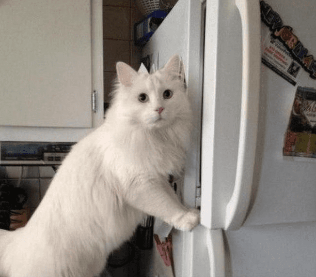 Как кот Тихон перестал грабить холодильник