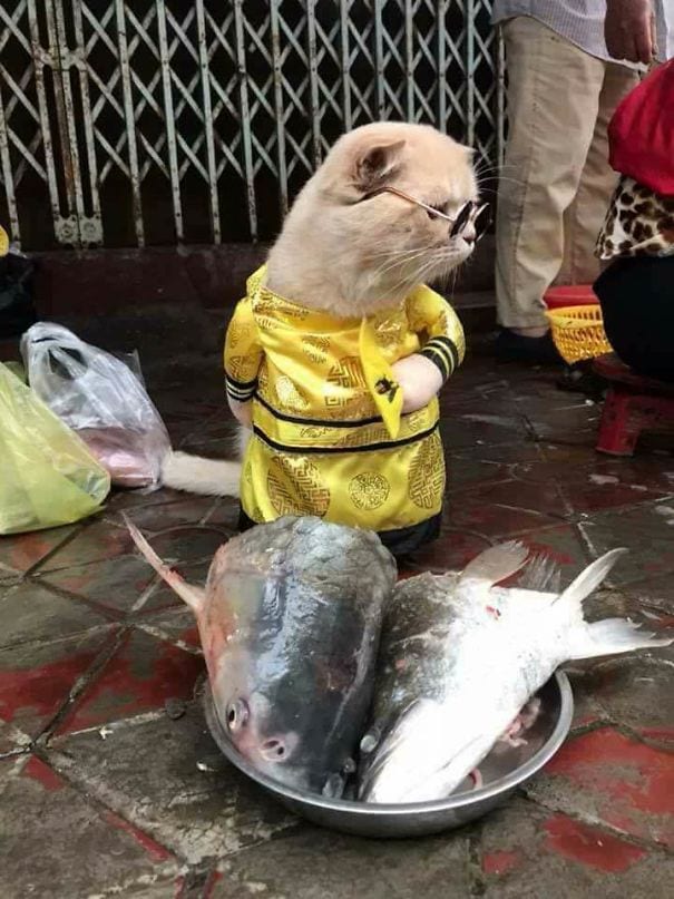 Кот по кличке Собака – знаменитый продавец рыбы во Вьетнаме
