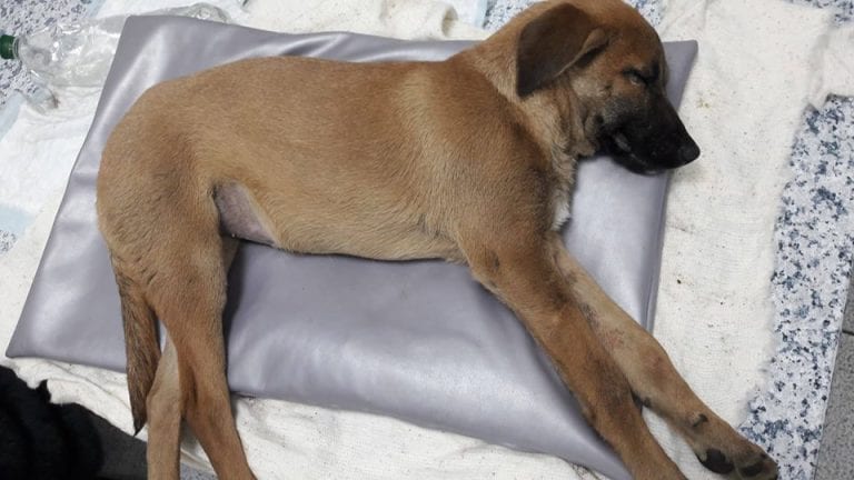 Жизнь собаки висела на волоске, но днепровские ветеринары совершили невозможное