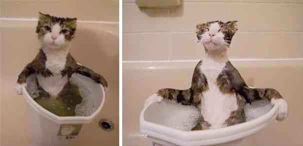 23 фото смешных котов в непростых ситуациях