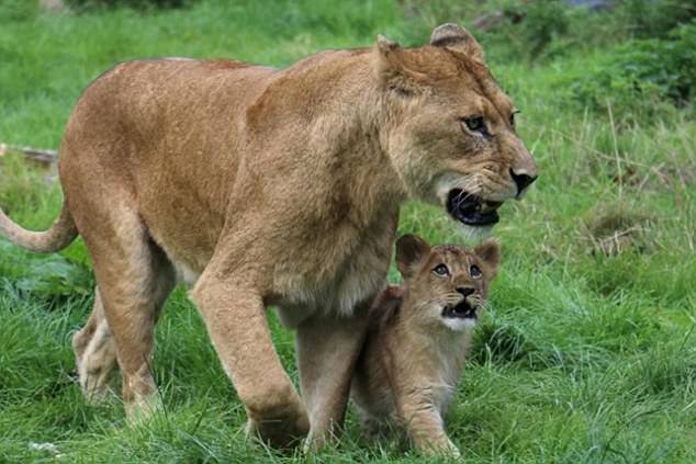 Воспитанием 7-месячного львенка, потерявшего мать, занялся отец