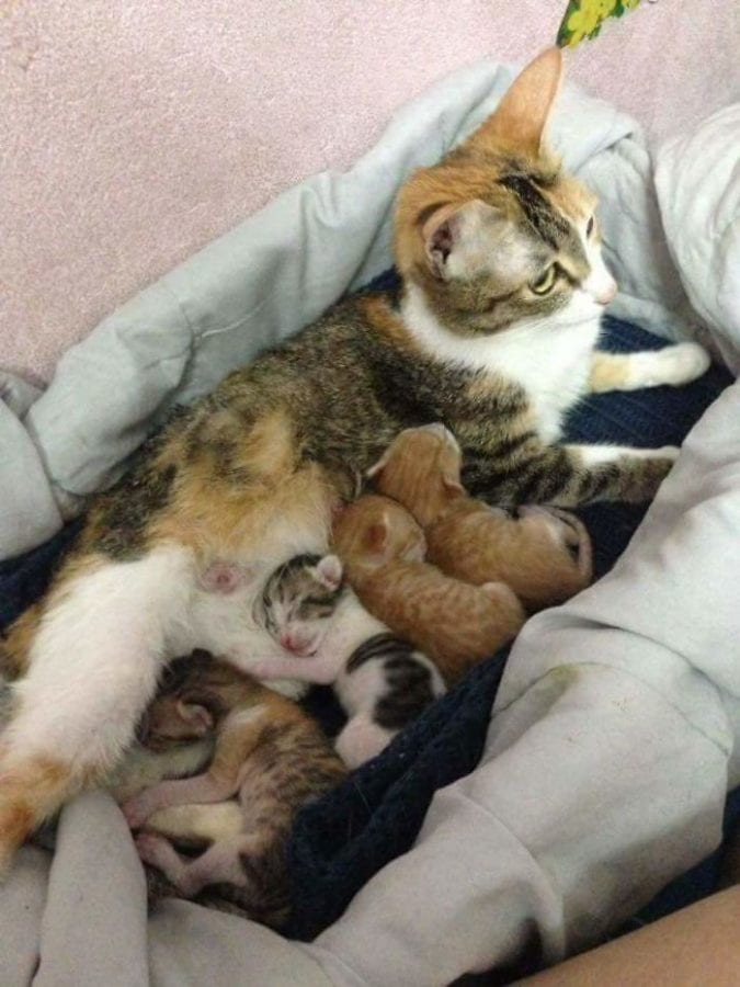 Кот поддержал кошку во время родов и покорил этим тысячи сердец (10 фото)